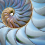 shell museum henry domke