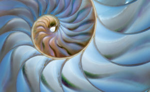 shell museum henry domke